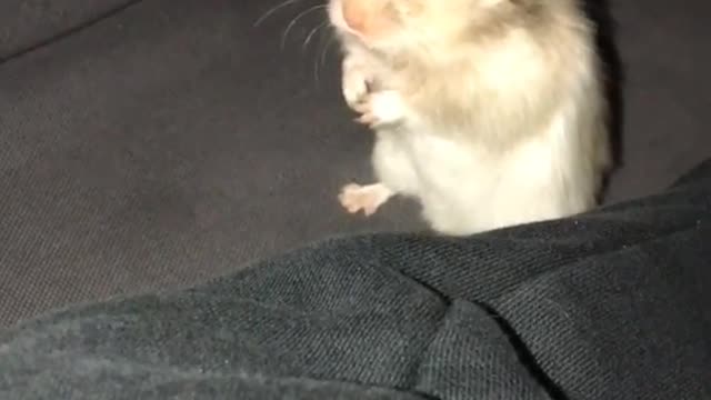Hamster looking at camera on couch