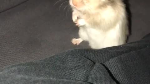 Hamster looking at camera on couch