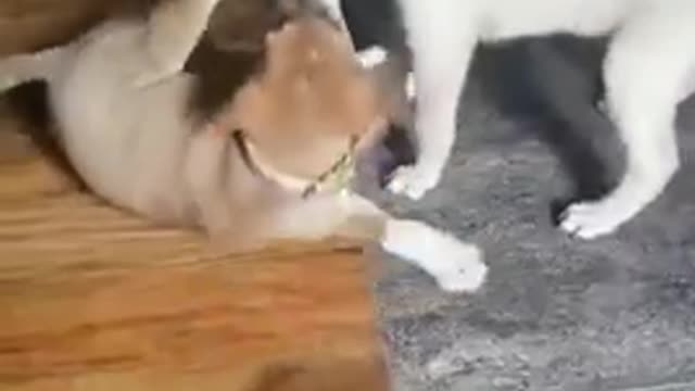 Doggies siblings friendly fight so adorable