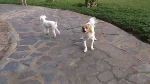 How dogs react when seeing creating strangers 25... running%..