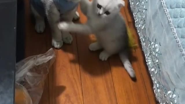 two kittens on the table