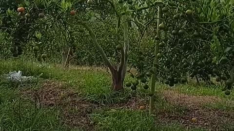 The oranges are going to be brought to Cikopo