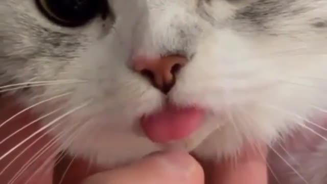 Cute cat videos