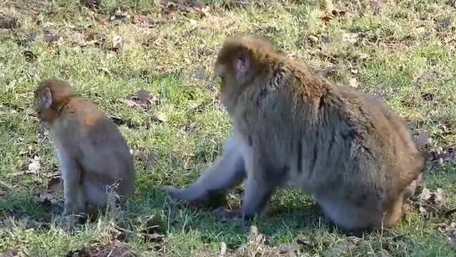 Monkeys training for their baby