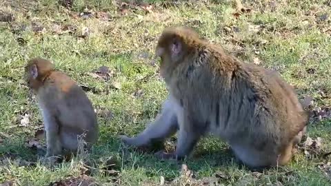 Monkeys training for their baby