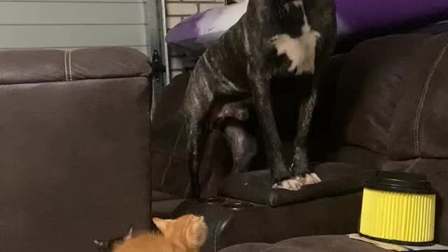 Huge dog scared of concerned kittens