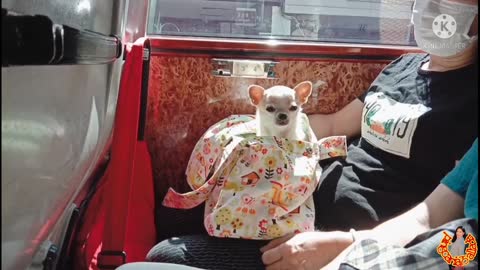 cute puppy in the bus pingcaria75 Allada OfwTaiwan