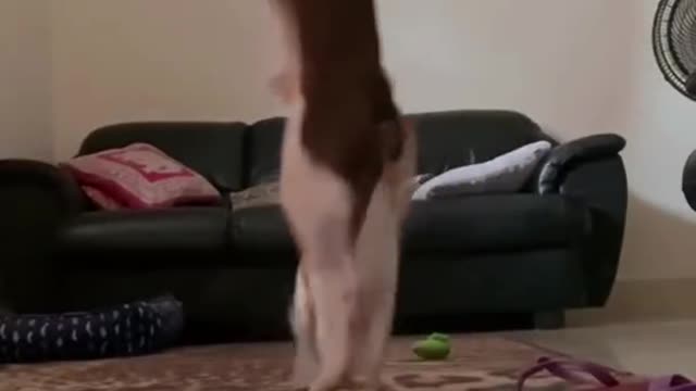 Cat and dog funny video