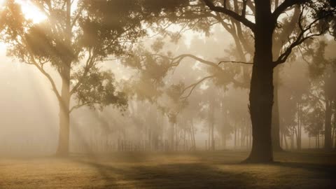 Forest at dusk