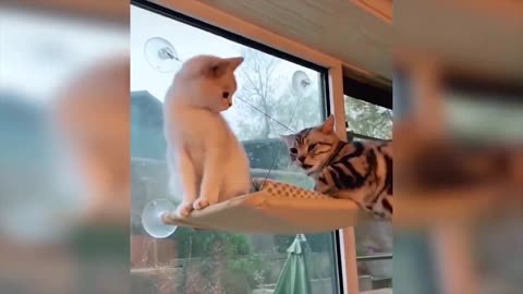 Baby Cats Video - Funny and Cute Cat Videos 2020 - FOND OF ANiMALS