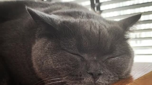 cat be asleep