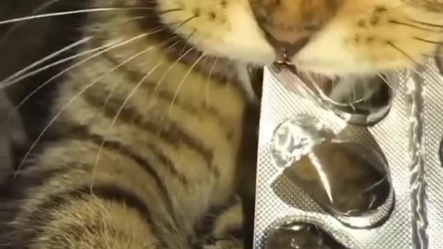 Cat funny video part-55