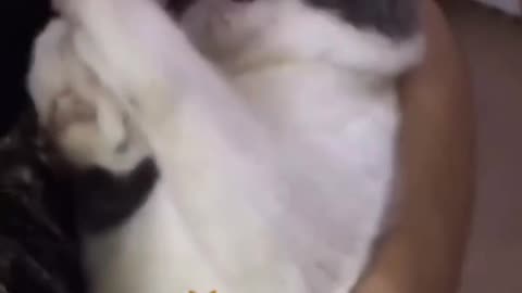 Drama cat