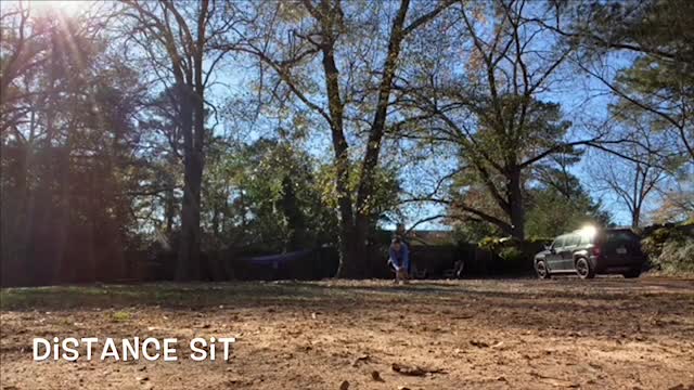 Kiwi 2 Year Old Chihuahua Dog Training