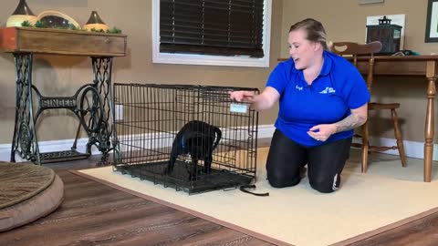 Labrador Retriever Puppy Training Guide - First Week Puppy Training❤️