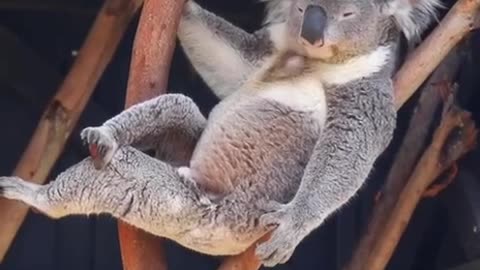 new funniest animal video