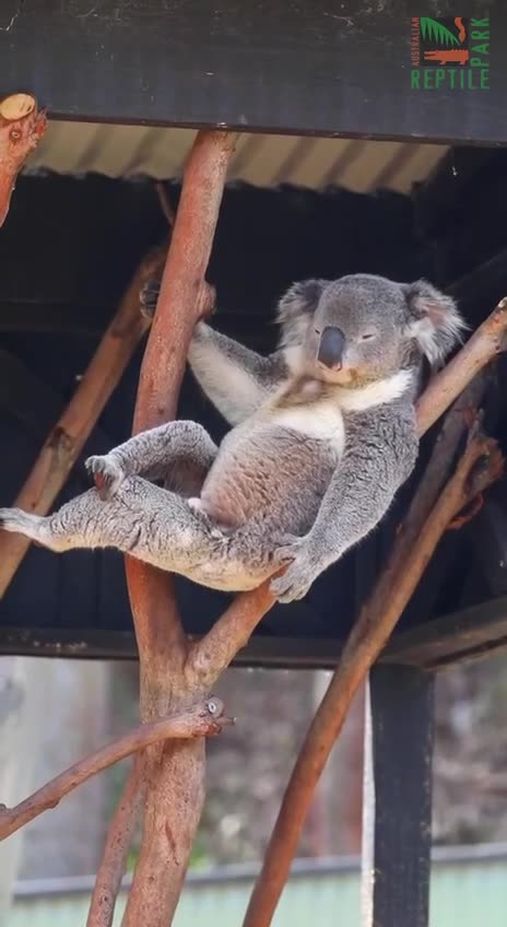 new funniest animal video