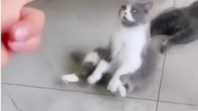 Animals playing with their owner.