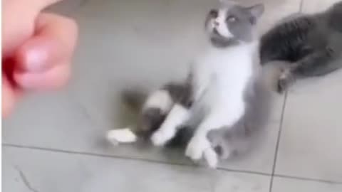 Animals playing with their owner.