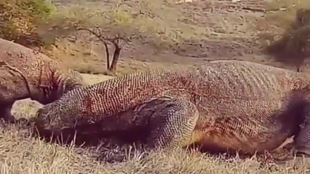 Komodo Dragons Fight On Rinca island-Indonesia.