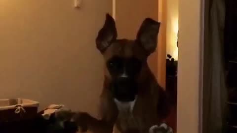 Big dog jumps onto bed and towards camera