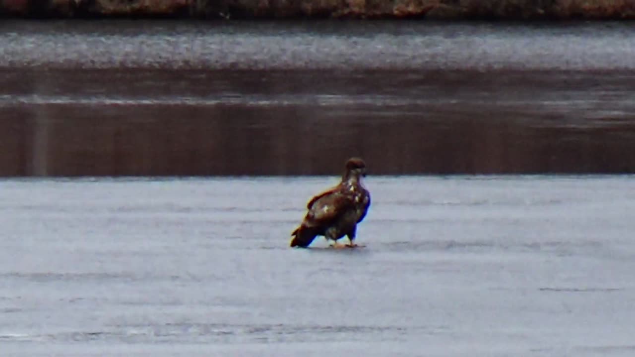 Juvenile Eagle