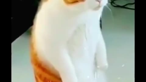 Funniest_Animals_ cat's &, more_Videos_Will_Make_You_Laugh_#36_-_Funny_Animal_Videos2023
