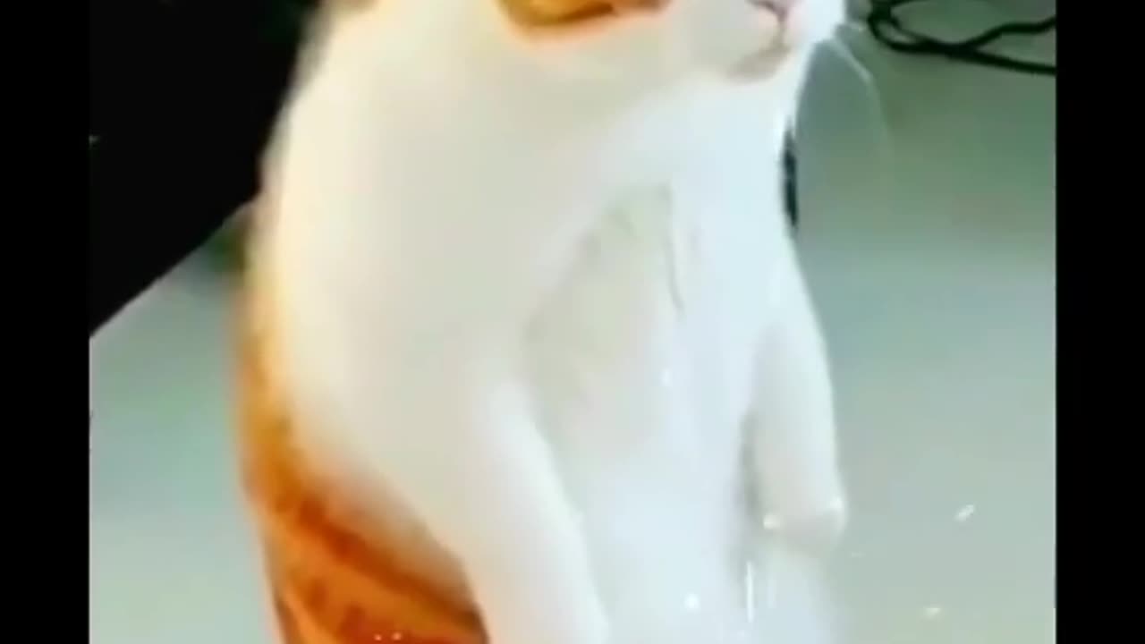 Funniest_Animals_ cat's &, more_Videos_Will_Make_You_Laugh_#36_-_Funny_Animal_Videos2023