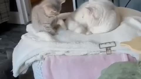Funny animals - Funny cats and dogs - Funny animal videos 2023🤣