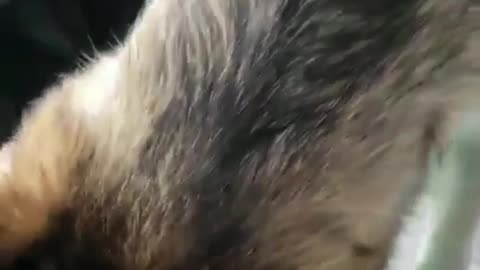 The dog was playing with balloons in the owner's car, and it wasn't noisy at all.