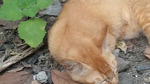 cute sleeping cat