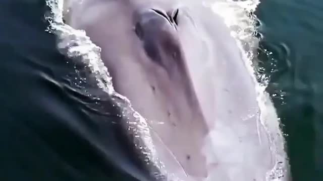 The Amazing blue whale