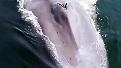 The Amazing blue whale