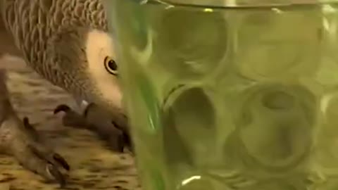 Bird Is Mesmerized By Spinning Cup