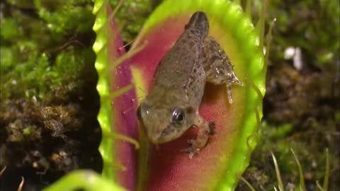 CARNIVEROUS Plants