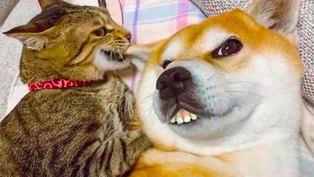 Dog and cat fanny beautiful fight video.