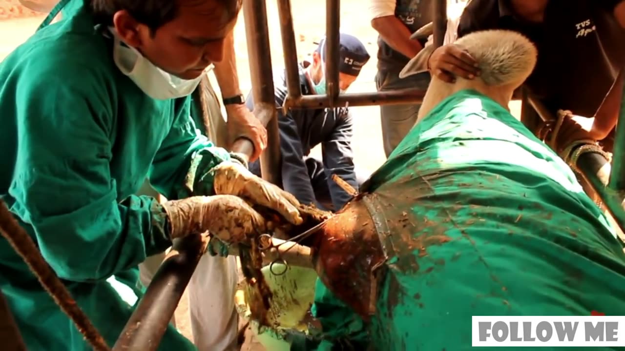 20 kgs (45 pounds) of plastic removed from bull's stomach in India