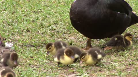 baby ducklings surrounding the mother duck