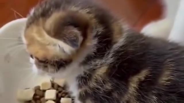 Cute and funny cat reaction|| try to not laughing