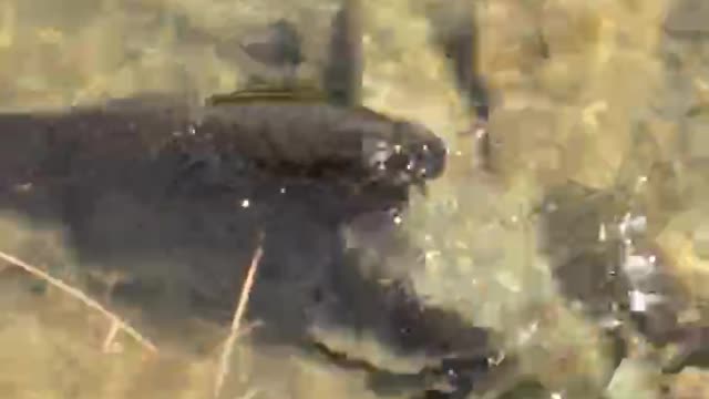 NarethFishing catching lungfish and release