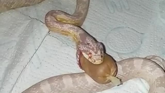 The snake is swallowing something!