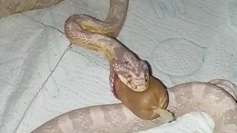 The snake is swallowing something!