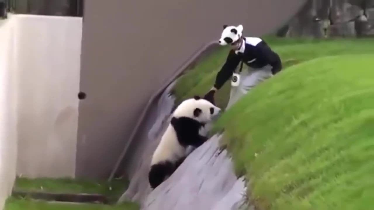 Lazy Panda Funny Video With Human