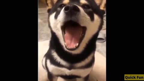 Best Funny Animals Video