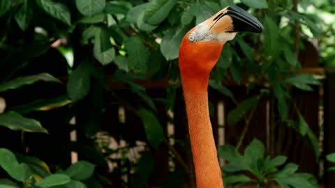 Close up to the heads of flamingos - With great music