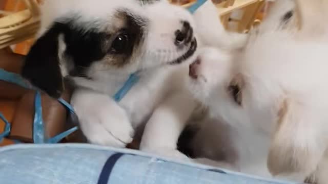 Catch the puppy trying to escape!