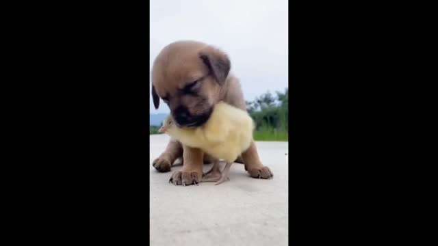 Cute puppies with ducklings.