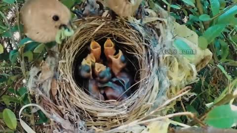 rare moments recorded by camera shows mother feeding her puppies