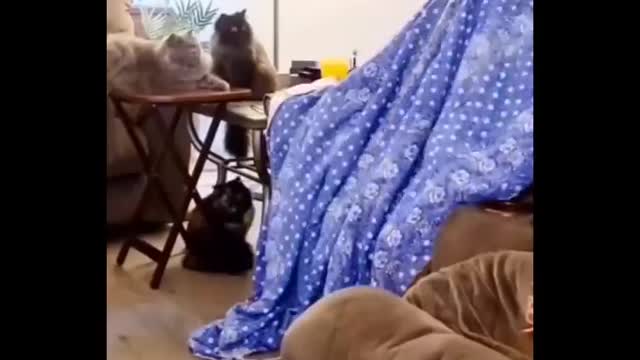 Funniest cat videos #23 - HILARIOUS!