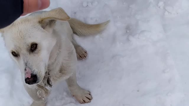 Funny funny funny dog